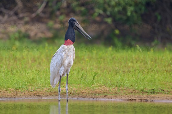 A single Jabiru stands at the edge of a body of water with dense greenery in the background, Jabiru