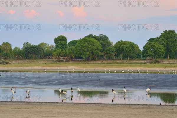 Birds in a calm body of water at sunset with green trees in the background, Jabiru (Jabiru