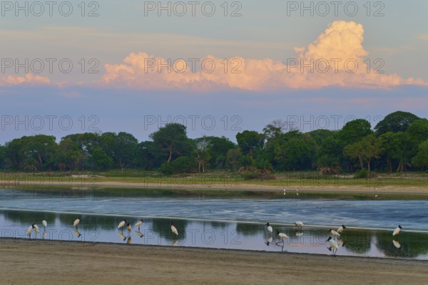 Birds standing in the water in front of a forest under a peaceful, cloudy sky, Jabiru (Jabiru