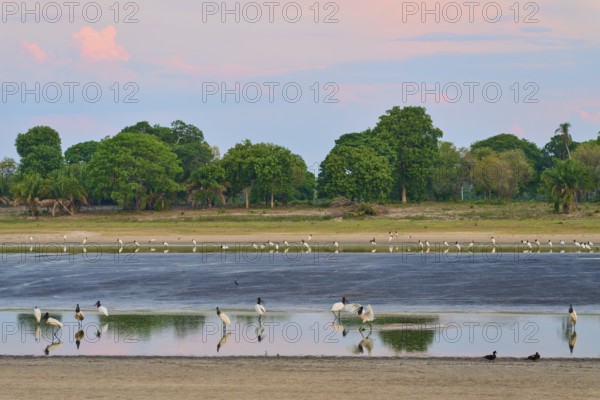 Birds in the water against a sky in the evening light, surrounded by nature, Jabiru (Jabiru