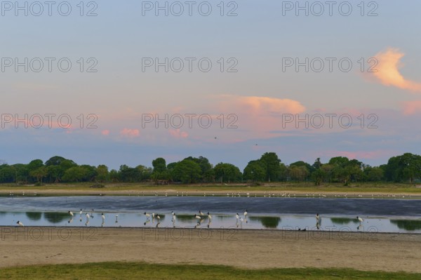 Birds by the water at dusk, surrounded by a gentle skyscape, Jabiru (Jabiru mycteria), Pantanal,