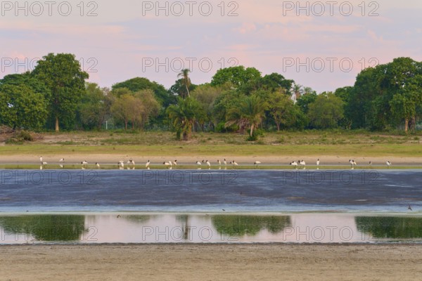 Birds in the water against a backdrop of trees and a calm, reflecting sky, Jabiru (Jabiru