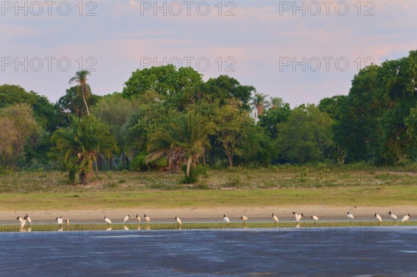 Birds in a body of water against a forested background in a calm twilight sky, Jabiru (Jabiru