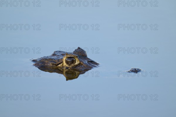 The head of a caiman protrudes from the calm, blue water, Yacare caiman (Caiman yacare, Caiman