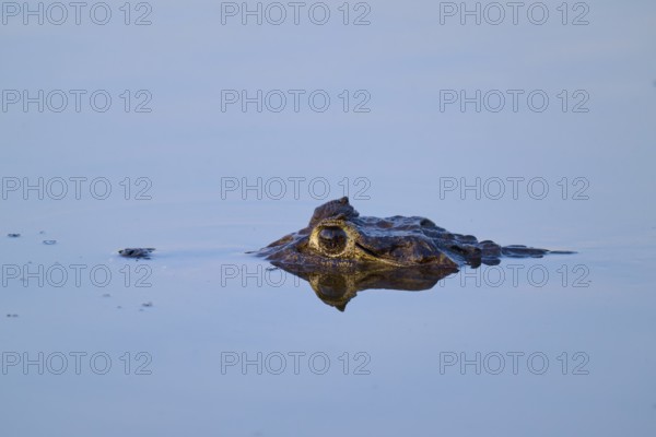 The head of a caiman protrudes from the blue water, the eyes concentrated, Yacare caiman (Caiman