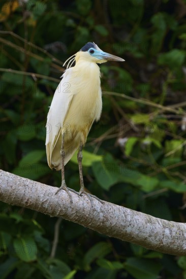 A bird with cream-coloured plumage sits on a branch surrounded by lush green vegetation, Capped