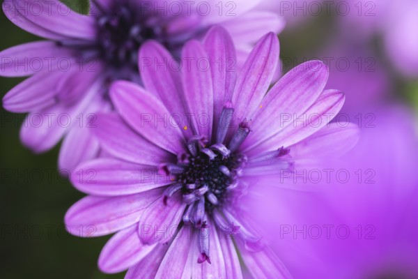 Cape basket (Osteospermum) detailed close-up of a purple flower with soft light and gently blurred