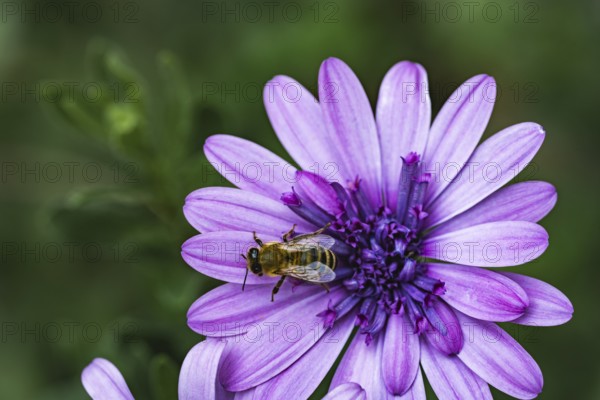 Bee (Apidae) sitting on a violet flower on a cape basket (Osteospermum) in a detailed close-up in