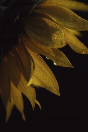 Sunflower (Helianthus annuus), detailed close-up of yellow petals with water droplets against a