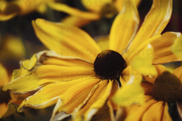 Rudbeckia hirta, detailed close-up of several yellow-orange flowers with dark flower centre and