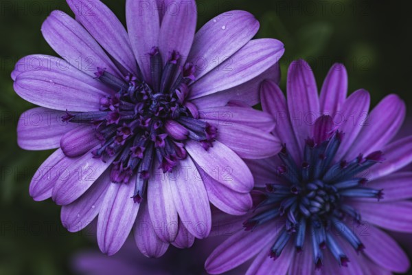 Cape basket (Osteospermum) two violet flowers in detailed close-up with dark, blue-violet flower