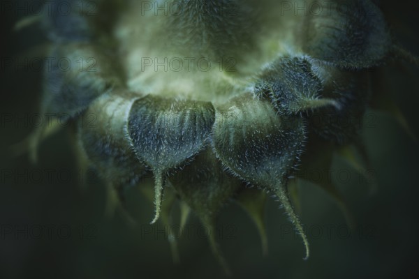 Sunflower (Helianthus annuus) detailed artistic macro shot of the hairy bracts and the opening bud