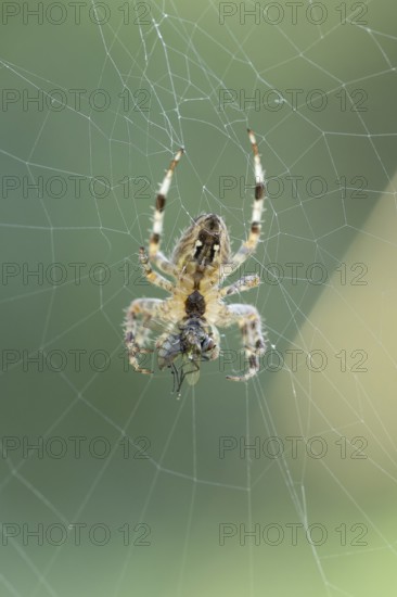 Wheel web spider (Araneidae) adult spider hangs upside down in a fine wheel web and holds a