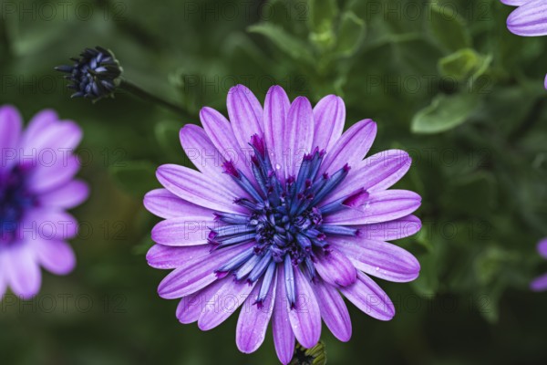 Cape basket (Osteospermum) purple flower with blue centre against a blurred green background in