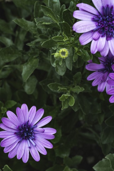 Cape basket (Osteospermum) purple flowers and bud between green foliage in soft light, Dortmund,