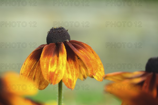 Rudbeckia hirta, single flower with orange-yellow, slightly drooping petals and dark flower centre
