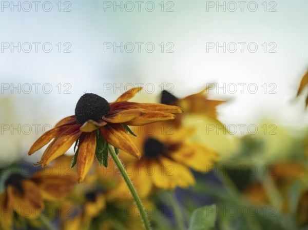 Rudbeckia hirta, single yellow-orange flower with dark flower centre in low perspective in front of