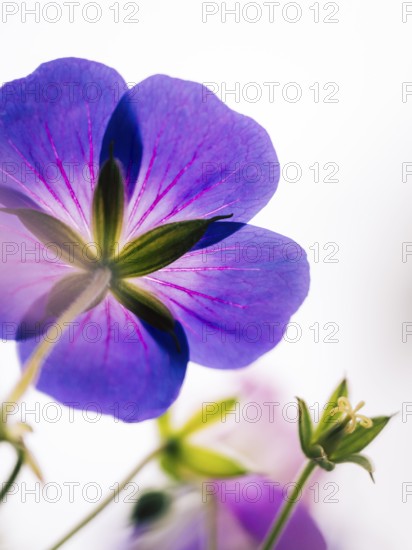 Cranesbill (Geranium sp.), atmospheric close-up of a purple flower from behind in soft backlight