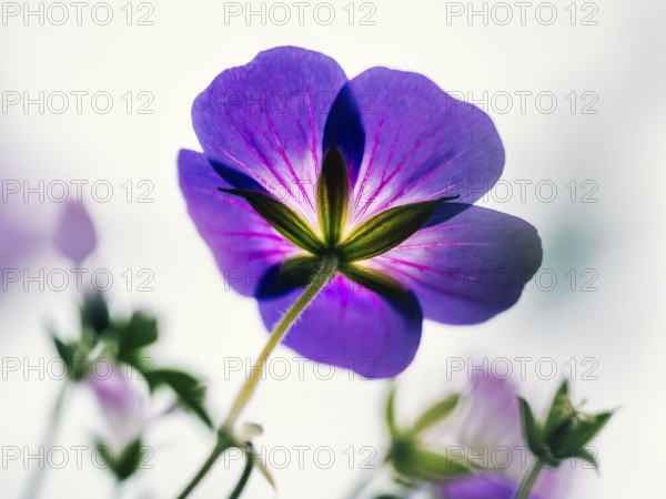 Cranesbill (Geranium sp.), close-up of a purple flower from below with translucent petals in soft,
