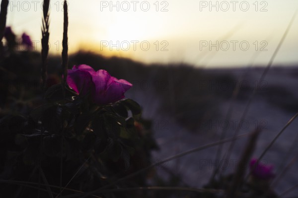 Potato rose (Rosa rugosa), single magenta-coloured flower in soft, warm backlight, Schillig, Lower