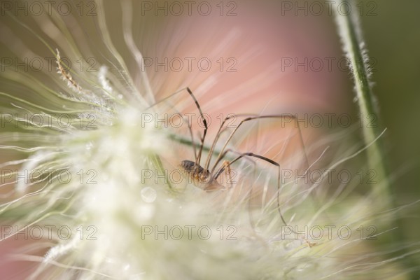 Weavers (Opiliones) fine macro shot of a long-legged arachnid between fluffy plant fibres with