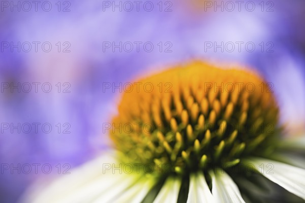 Coneflower (Echinacea) abstract artistic close-up of the flower cone with blurred petals and violet