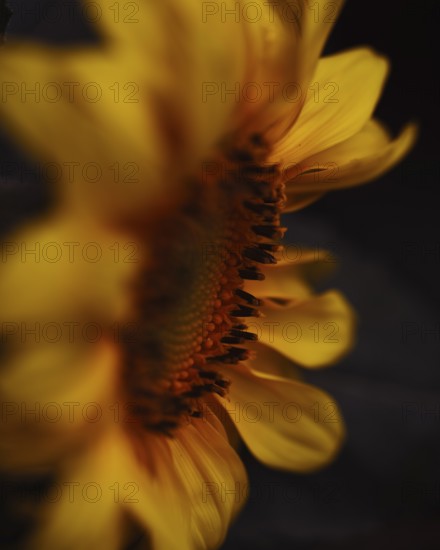 Sunflower (Helianthus annuus) detailed artistic close-up of a yellow flower in side view, with