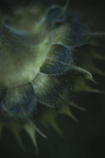 Sunflower (Helianthus annuus) detailed artistic macro shot of the hairy bracts and fine structures