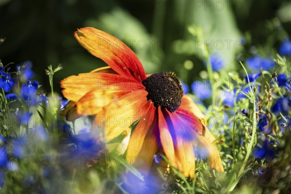 Rudbeckia hirta, artistic close-up of a yellow-orange flower with a dark flower centre between