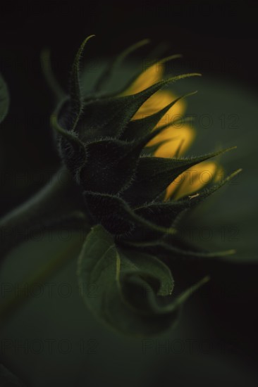 Sunflower (Helianthus annuus) detailed artistic close-up of a still closed flower bud from the back