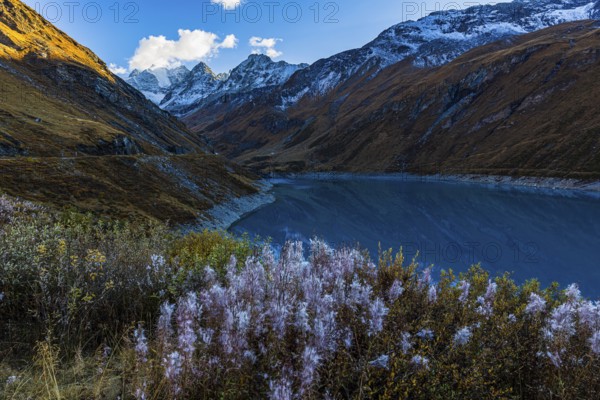 The reservoir Lac de Moiry, in front a bush with blooming sally (Chamaenerion angustifolium),