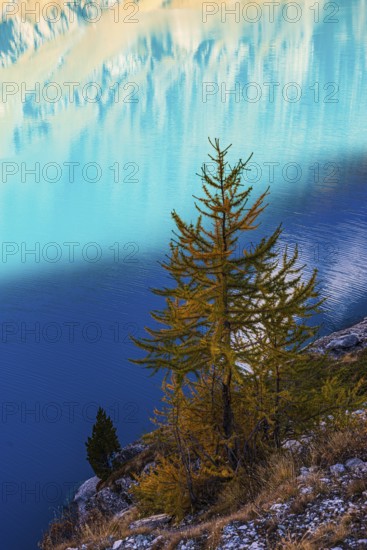 Small larch tree (Larix decidua), mountain meadow reflected in the turquoise-coloured reservoir Lac