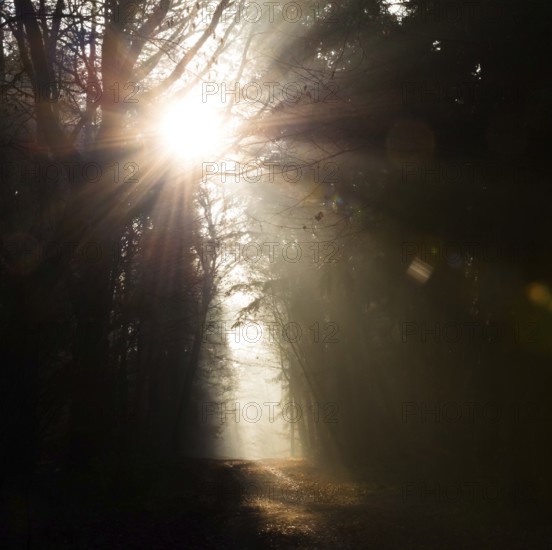 Glowing sunrays, light and darkness, shadow, foggy forest in dark tones, sunrays, bright, autumn,