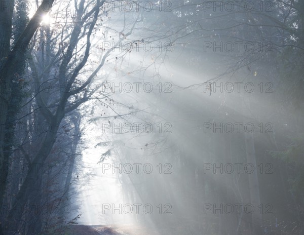 A foggy forest in shades of blue, cool rays of sunshine, light, autumn atmosphere, path, flooded