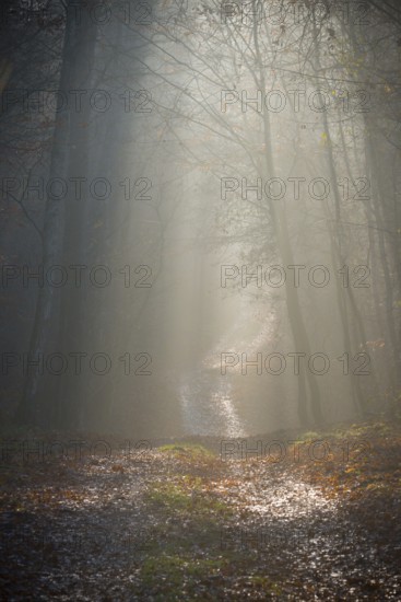Forest trail with gentle incoming sunlight disappears in the distance into fog, calm, quiet