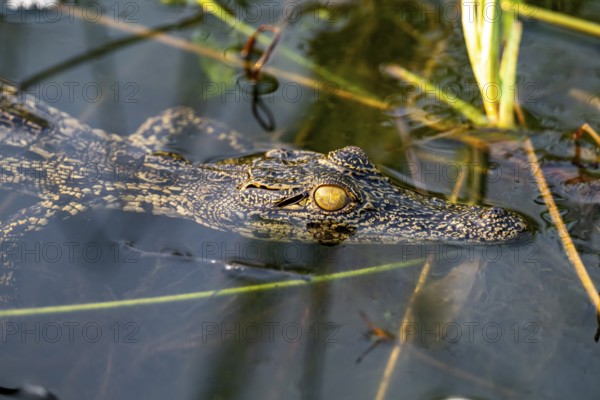 Young animal, Nile crocodile in swamp, Xakanaxa Lagoon, Okavango Delta, Moremi Game Reserve,