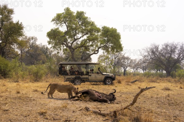 Safari car with tourists, kill, lion (Panthera leo) eating buffalo Xakanaxa, Moremi Game Reserve,