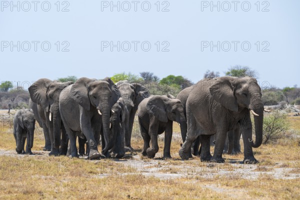 Herd of animals, animal family with young, African elephant (Loxodonta africana), Etosha National