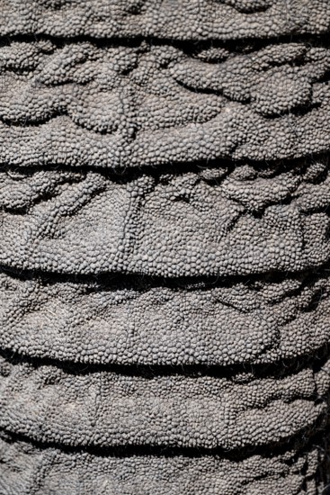 Detail, skin on trunk, African elephant (Loxodonta africana), Etosha National Park, Namibia