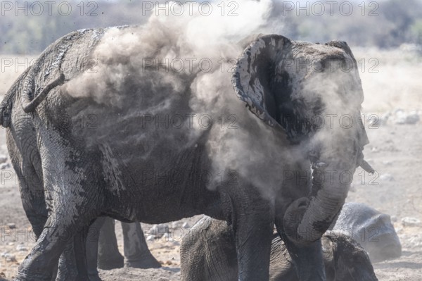 African elephant (Loxodonta africana) dusting itself, skin care with dust, Etosha National Park,
