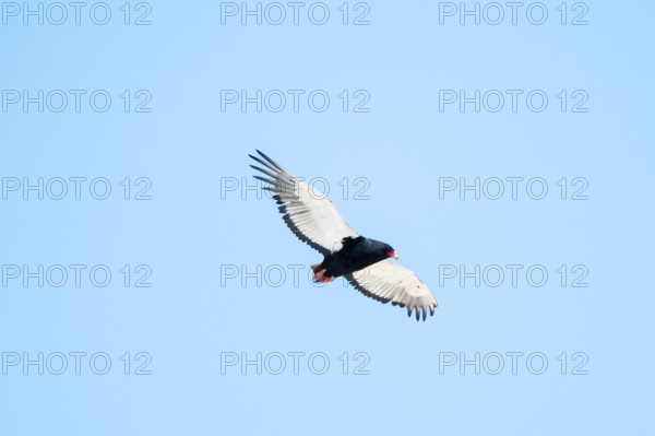 Bateleur (Terathopius ecaudatus), bird of prey flying, Etosha National Park, Namibia