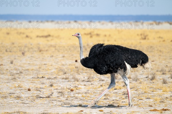Male common ostrich (Struthio camelus) running through savannah, Etosha National Park, Namibia