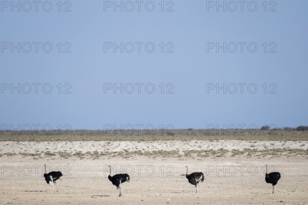 Funny, Four males, Common ostrich (Struthio camelus) running through savannah, Etosha National