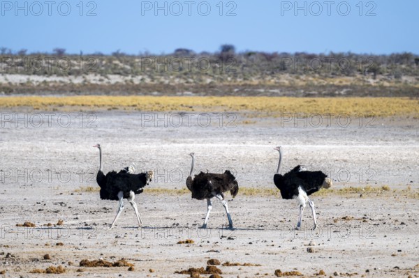 Funny, Three males, Common ostrich (Struthio camelus) running through savannah, Etosha National