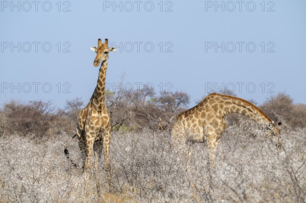 Two Angola giraffes (Giraffa giraffa angolensis), Etosha National Park, Namibia