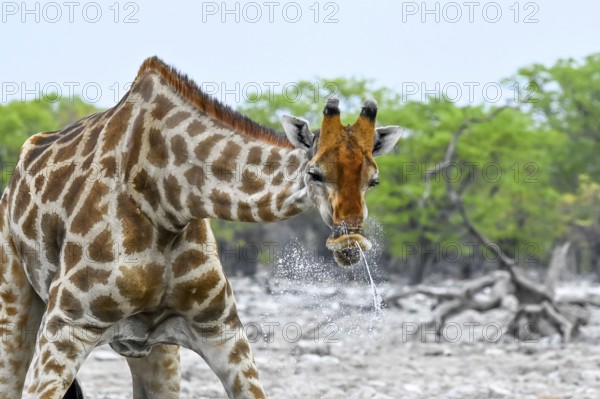 Angola giraffe (Giraffa giraffa angolensis) drinking merrily, Etosha National Park, Namibia