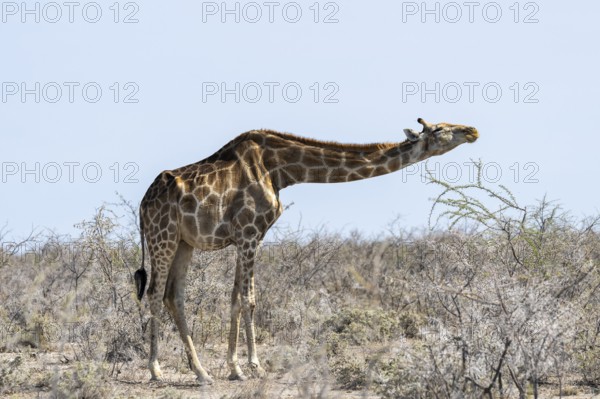 Angola giraffe (Giraffa giraffa angolensis) eating happily and with relish, Etosha National Park,