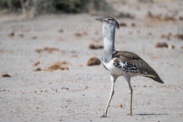 Kori Bustard (Ardeotis kori), Savuti, Chobe Nationalpark, Botswana