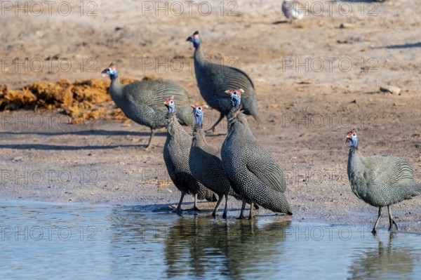 Helmeted guinea fowl (Numida meleagris), Savuti, Chobe Nationalpark, Botswana