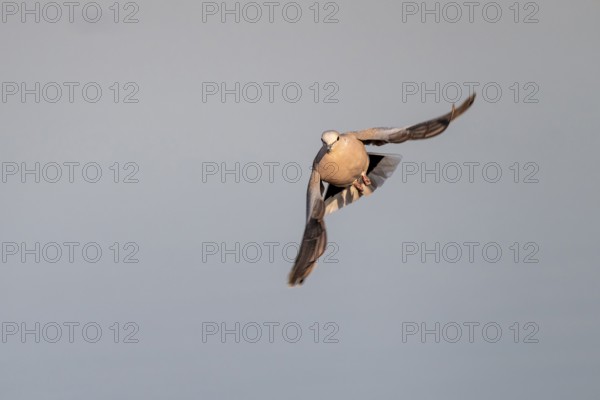 Eurasian collared dove (Streptopelia decaocto) in flight, Savuti, Chobe Nationalpark, Botswana